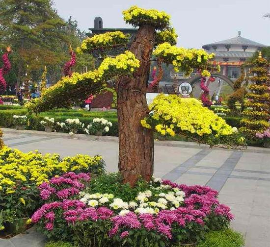 内蒙古 菊花造型